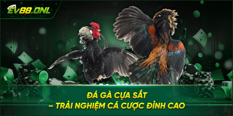 Đá Gà Cựa Sắt – Trải Nghiệm Cá Cược Đỉnh Cao